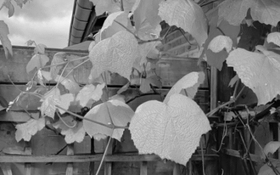 Gedachten in de spotlight